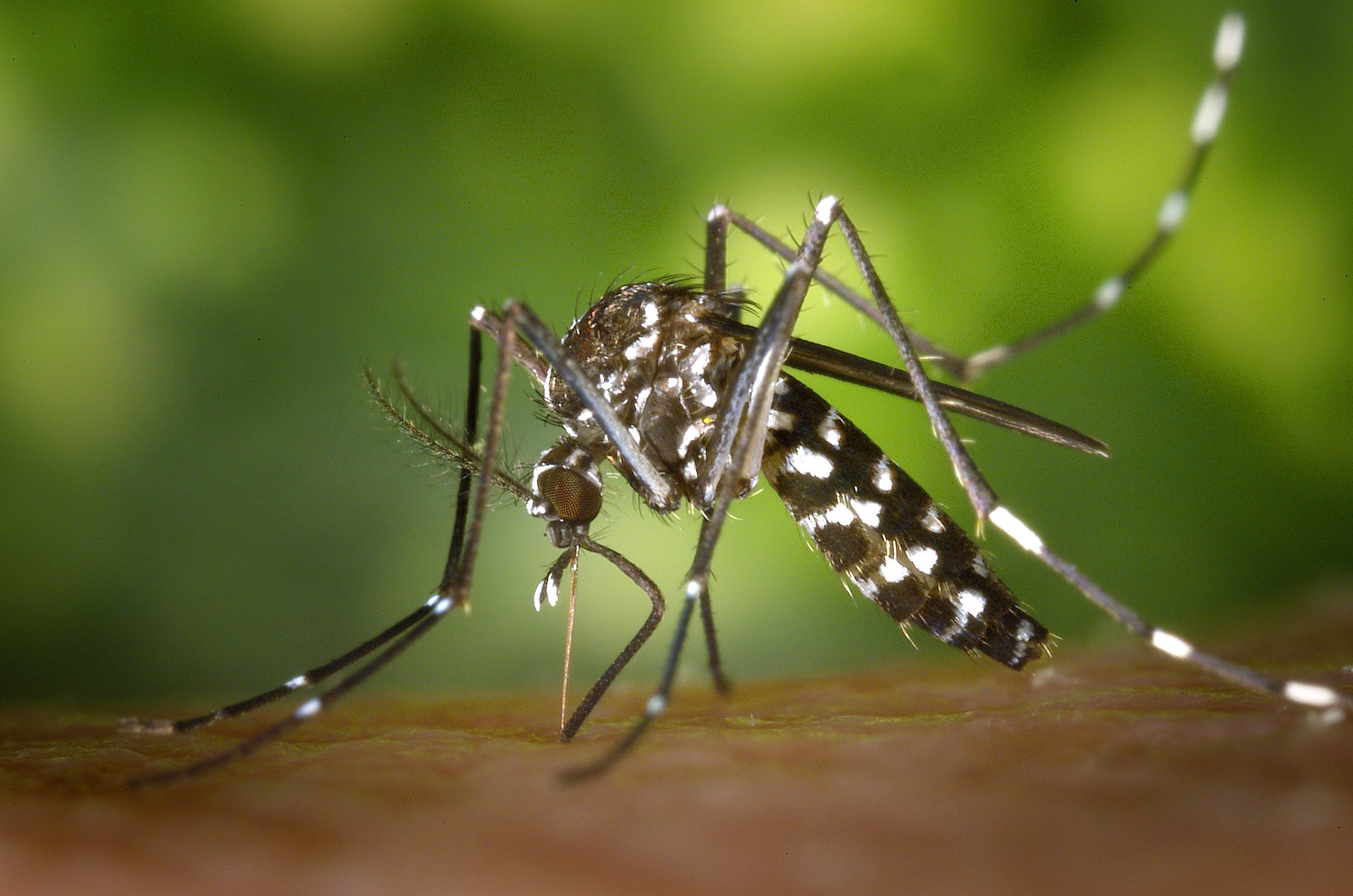 Sign stimuli in mosquito